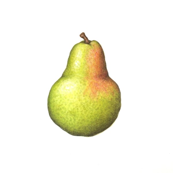 Bartlett Pear