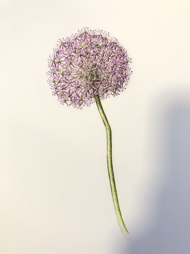 allium