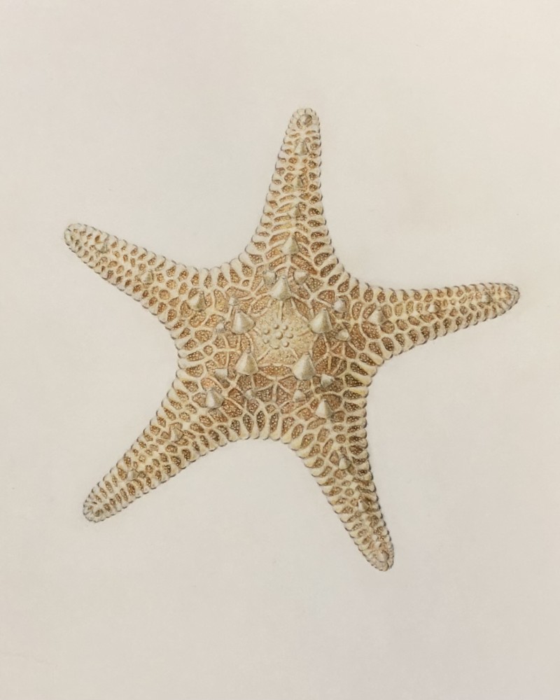 starfish-2