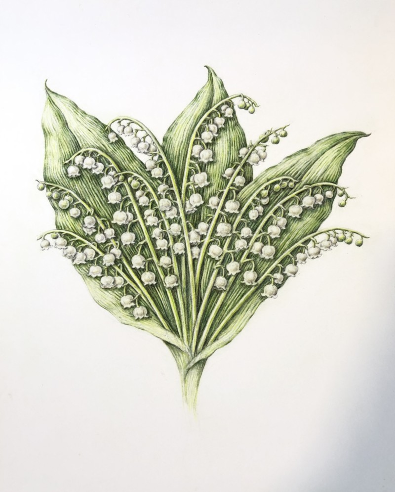 lily-of-the-valley-from-grandmas-garden