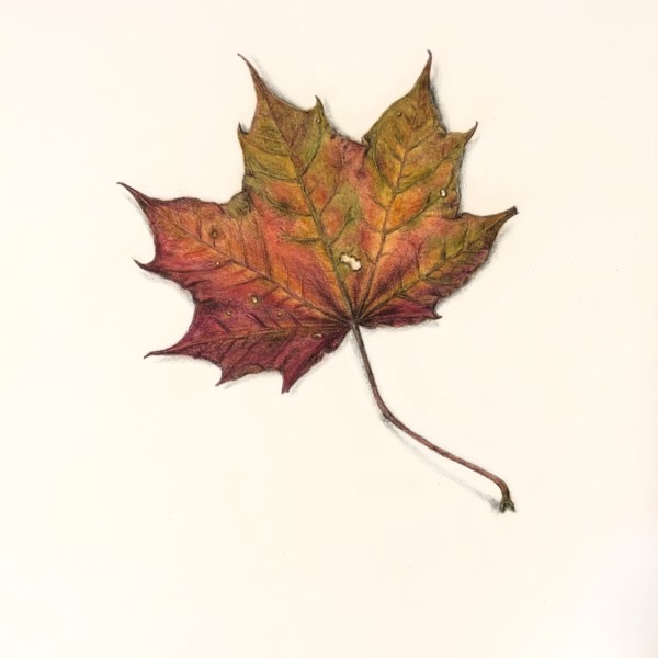 Norway Maple Leaf from Central Park