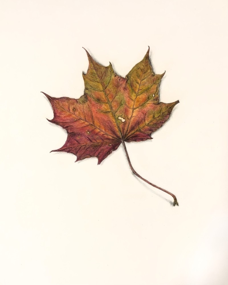 norway-maple-leaf-from-central-park