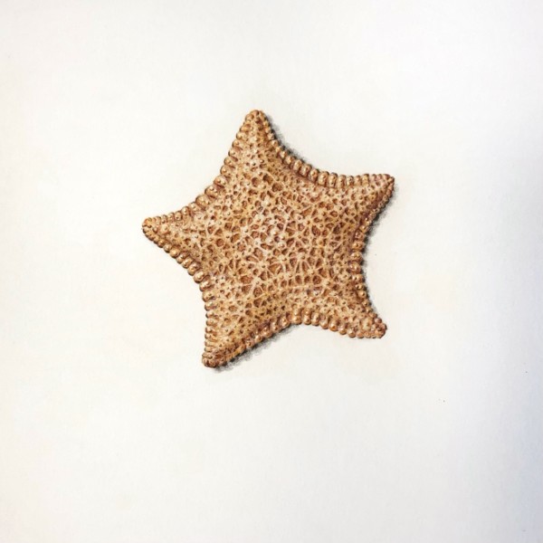 Cushion Starfish - Culcita Novaguineae