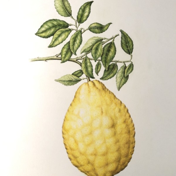 Citrus Lemonimedica - Very large lumpy lemon