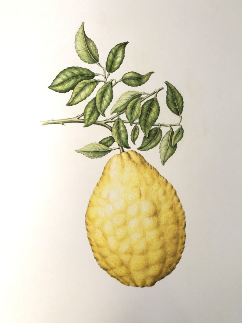 citrus-lemonimedica-very-large-lumpy-lemon
