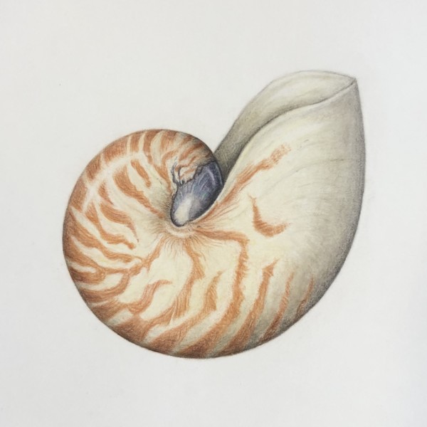 Nautilus Shell