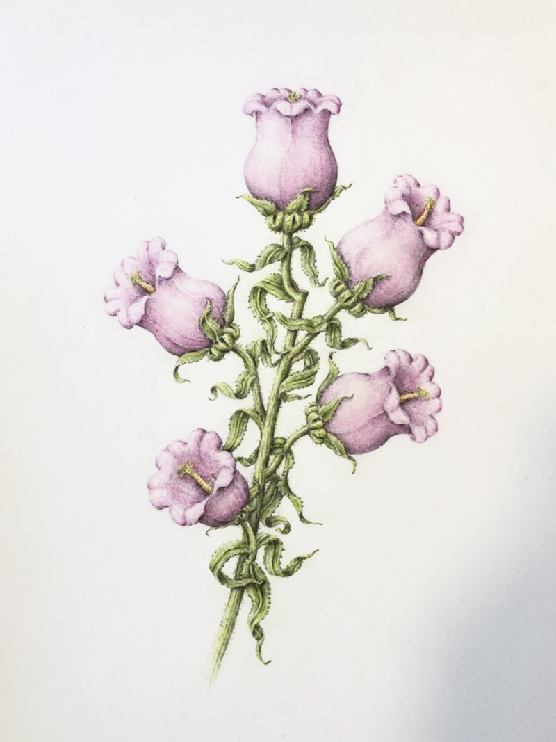 canterbury-bells-2