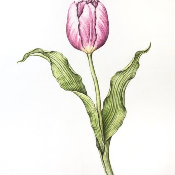 pink-tulip