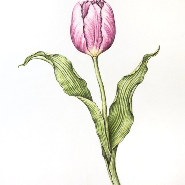 Pink tulip 