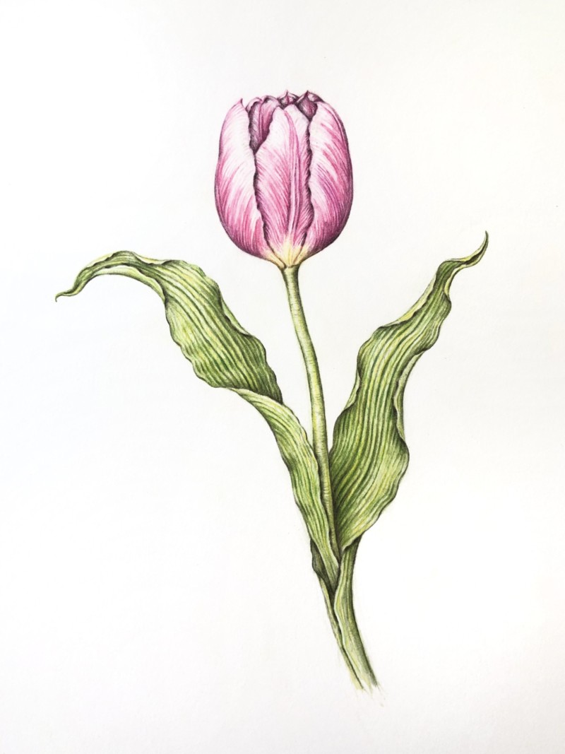 pink-tulip