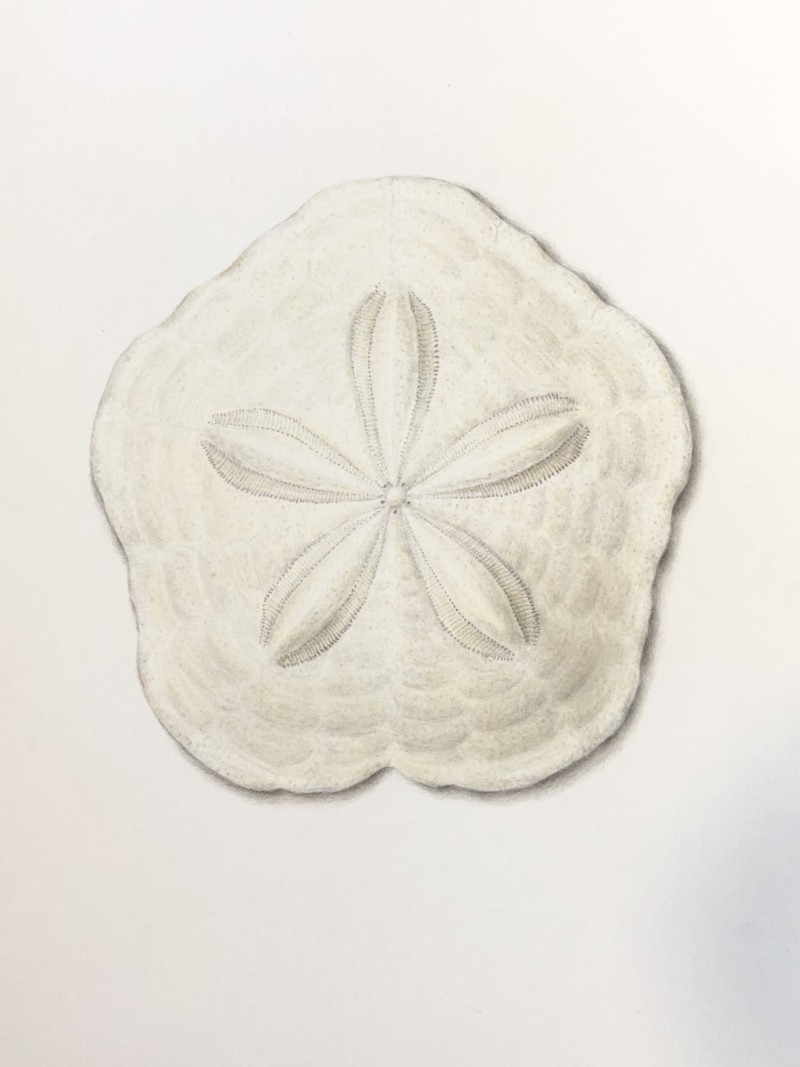 sand-dollar-clypeaster-europacificus