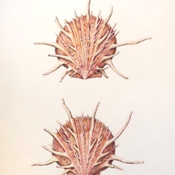 regal-spiny-oyster-shells-spondylus-regius-linnaeus