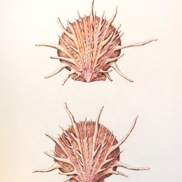 Regal Spiny Oyster Shells - Spondylus Regius Linnaeus