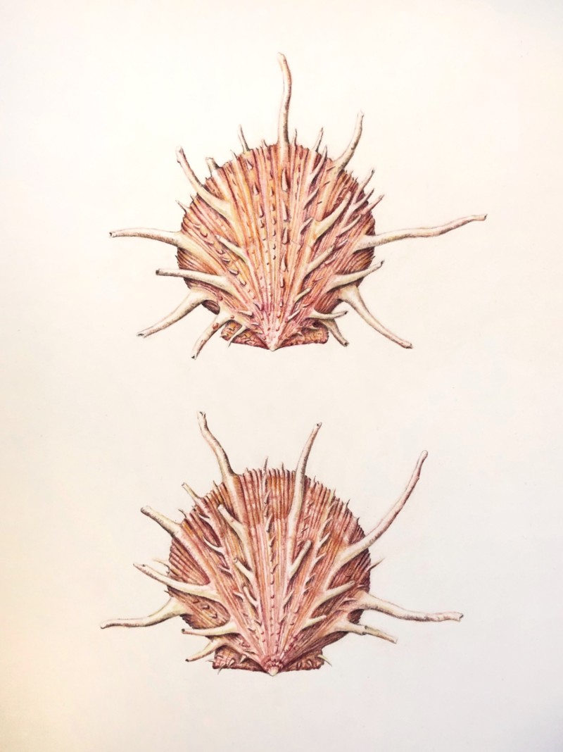 regal-spiny-oyster-shells-spondylus-regius-linnaeus