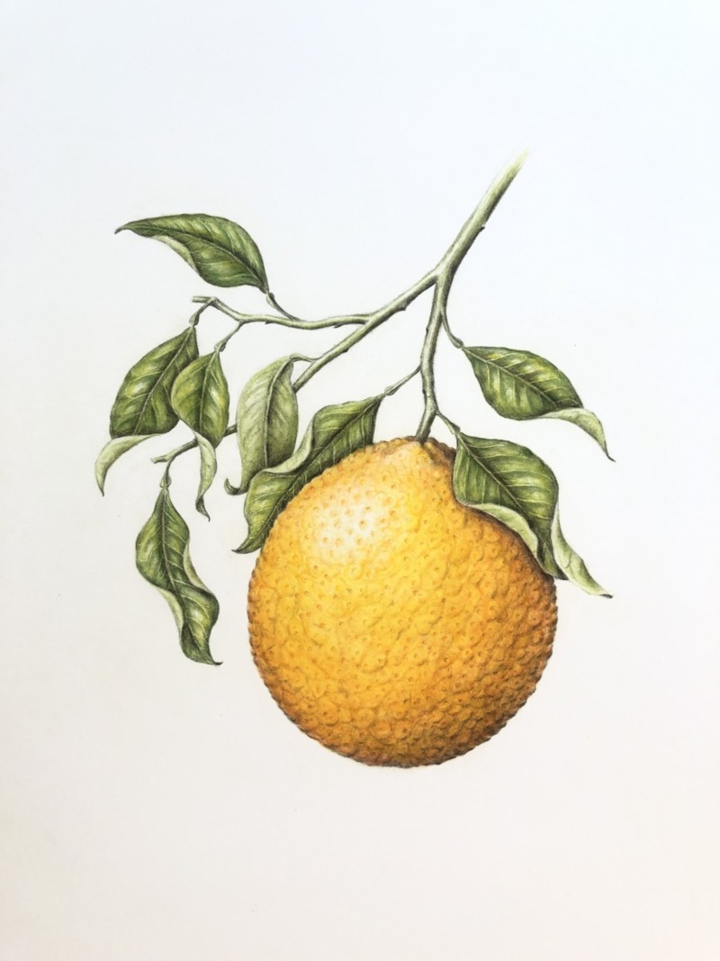 valencia-orange