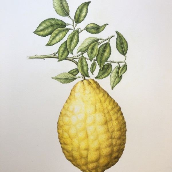 Citrus Lemonimedica 2