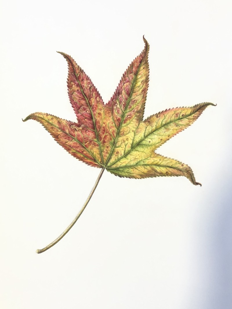 sweetgum-leaf