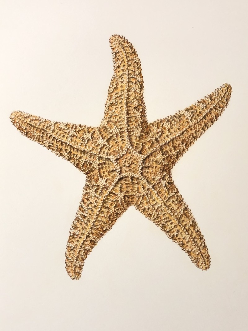 sugar-starfish