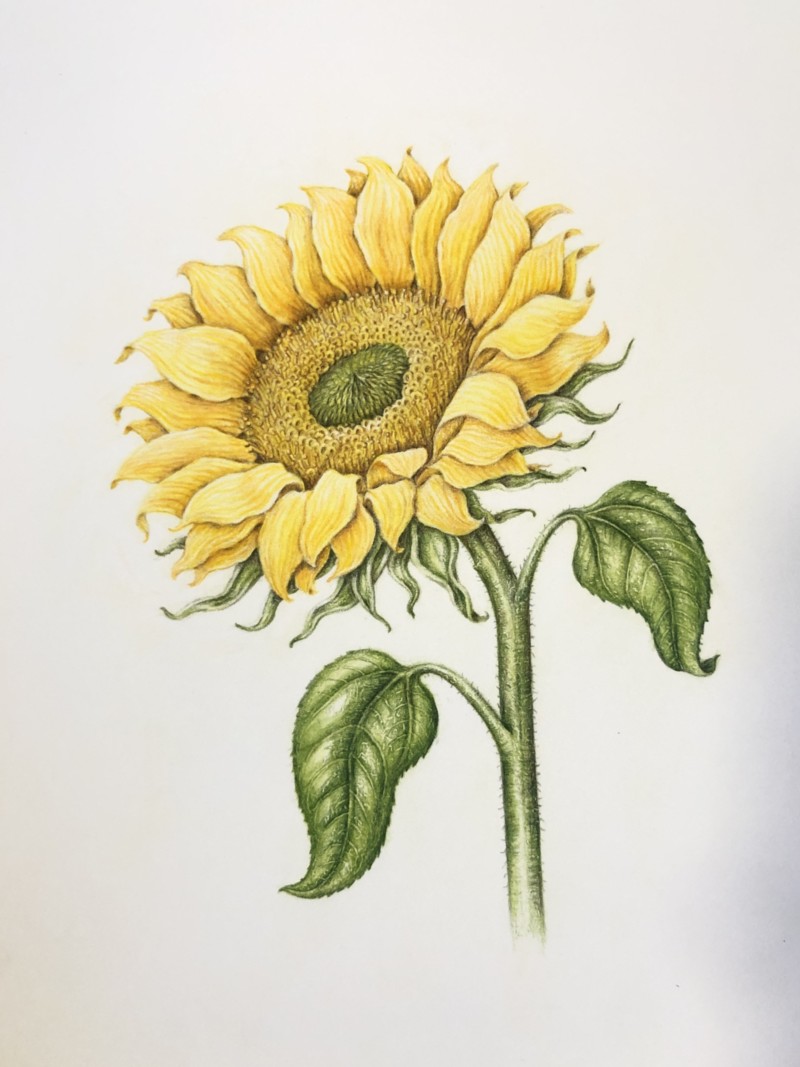 sunflower-4