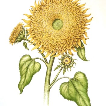 teddy-bear-sunflower