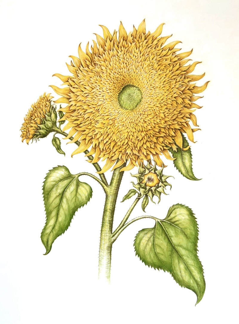 teddy-bear-sunflower