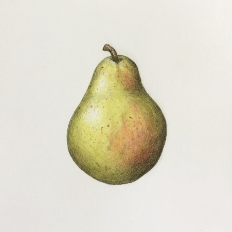 little-bartlett-pear
