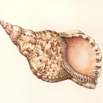 triton-shell
