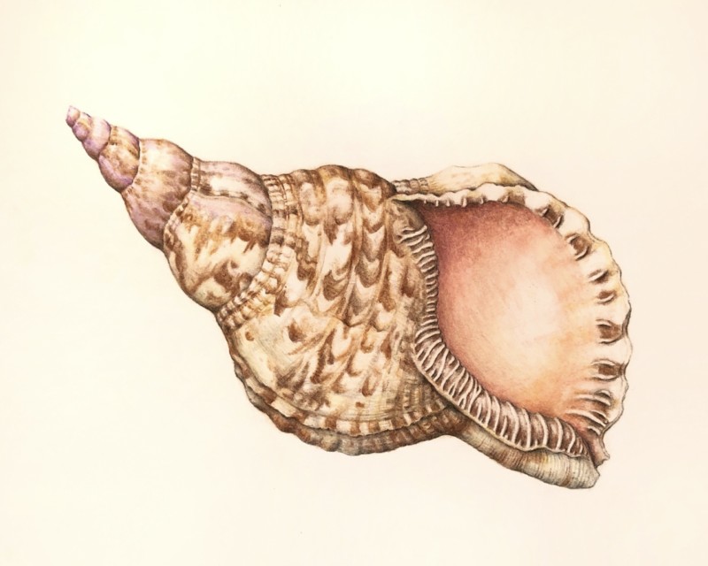triton-shell