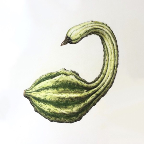 Swan Gourd