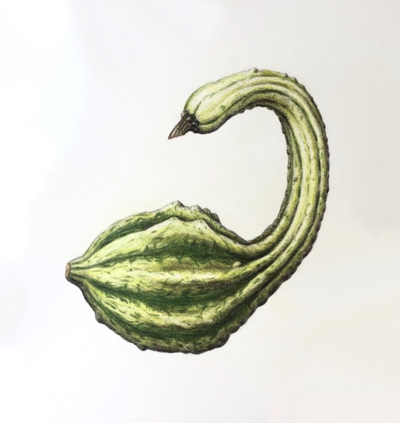 swan-gourd