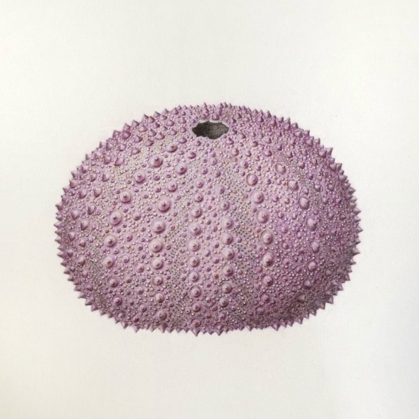 Large Purple Sea Urchin