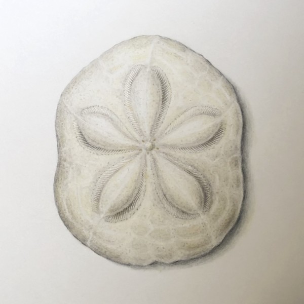 Sand Dollar Sea Biscuit