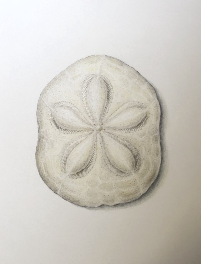sand-dollar-sea-biscuit