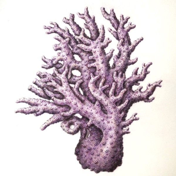 California Purple Coral - Allopora Californica-2