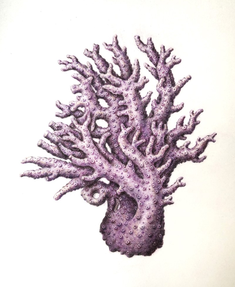 california-purple-coral-allopora-californica-2