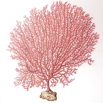 sea-fan-coral