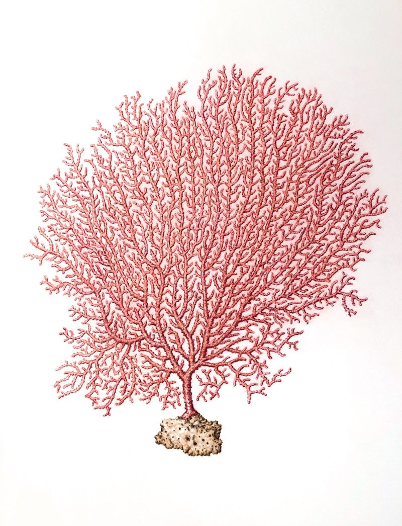 sea-fan-coral