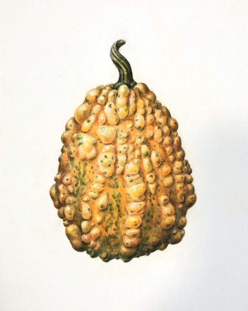 little-warty-gourd