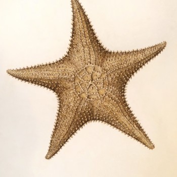 large-bahamian-starfish