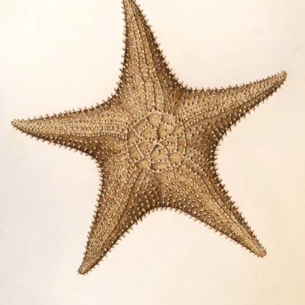 Large Bahamian Starfish