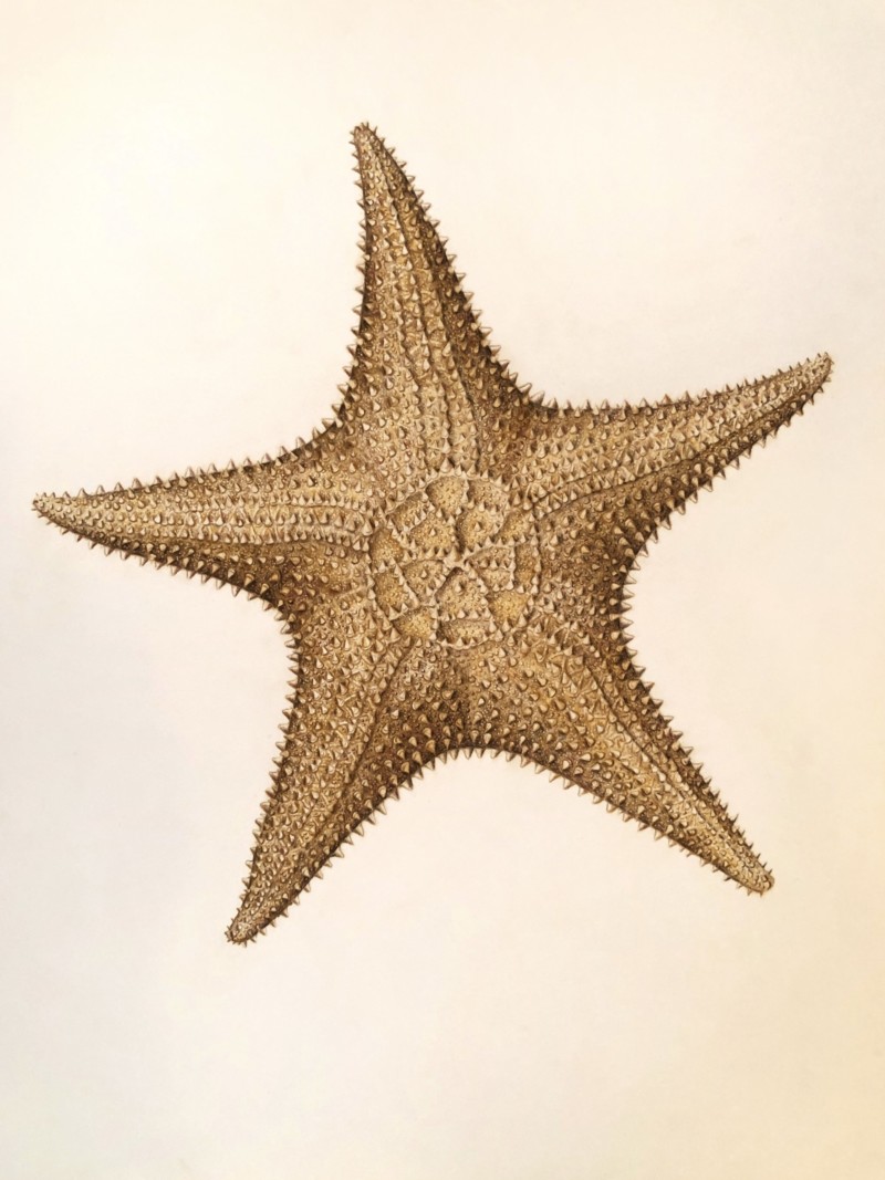 large-bahamian-starfish