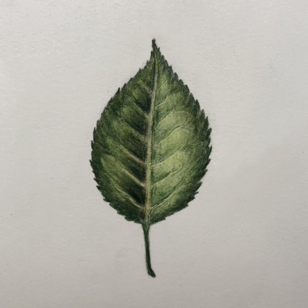 Leaf from a Rose
