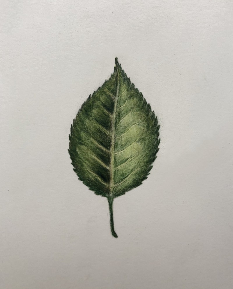 leaf-from-a-rose