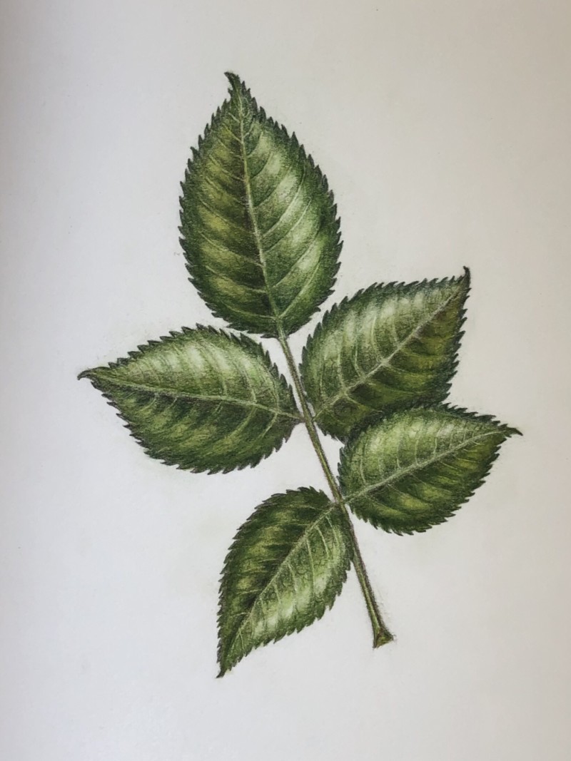 leaves-of-spray-roses