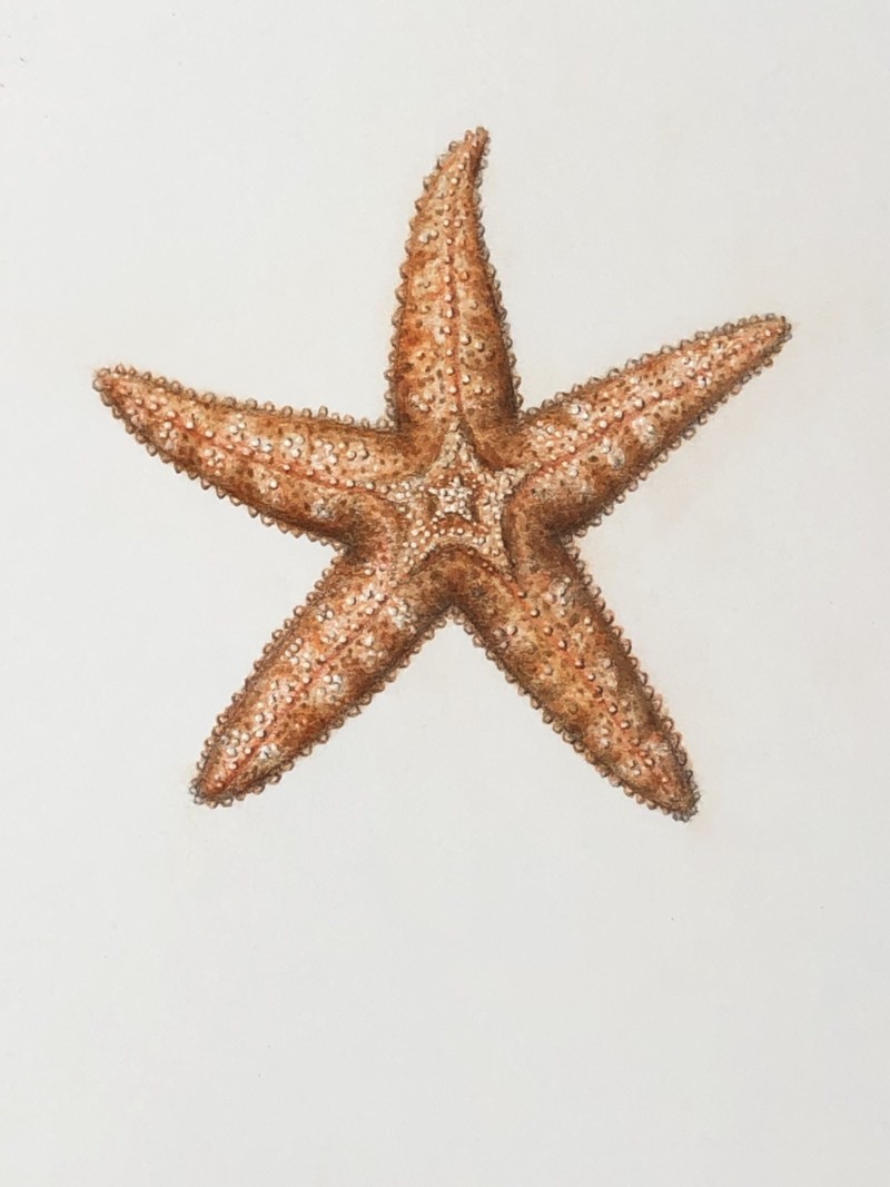 starfish