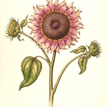 strawberry-blonde-sunflower