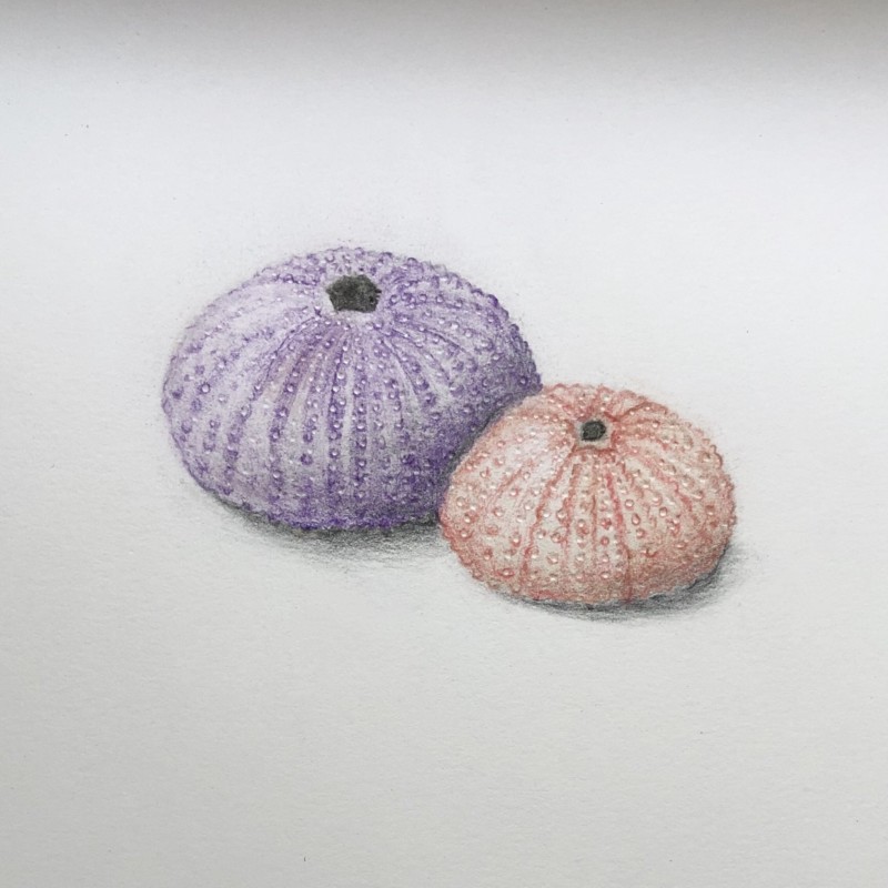 urchins