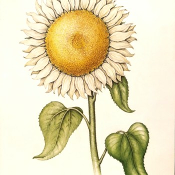 white-sunflower