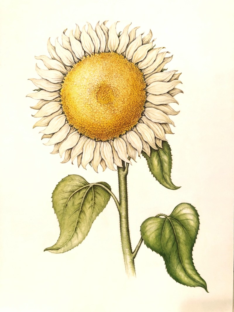 white-sunflower