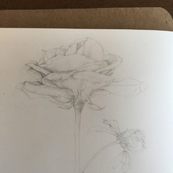 a-rose-study